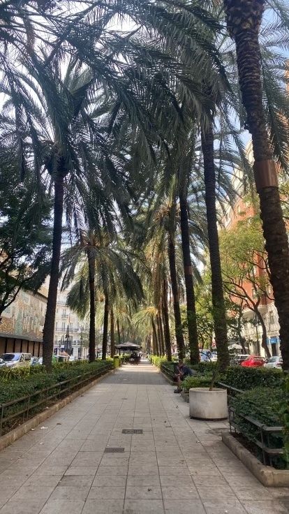 Palm trees in Valencia