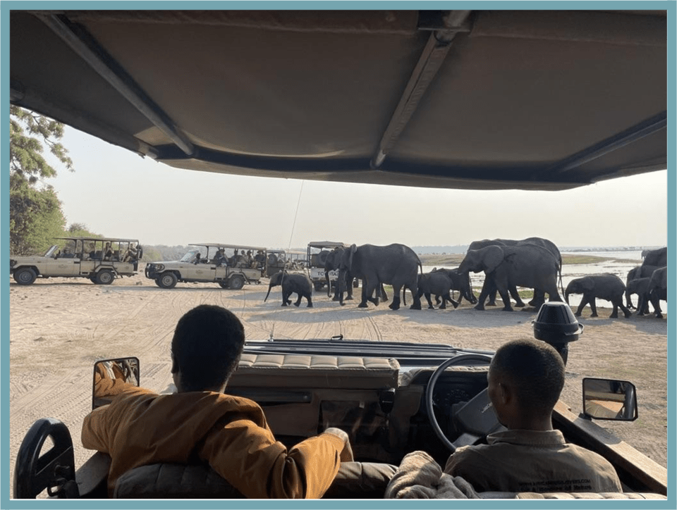 Seeing real life elephants on a game drive during independent travel has to be one of the most beautiful experiences I had