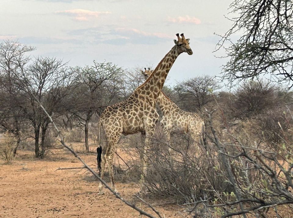 Safari in Chobe Botswana