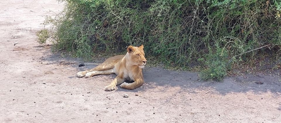 Lion in Chobe spotted on Safari 