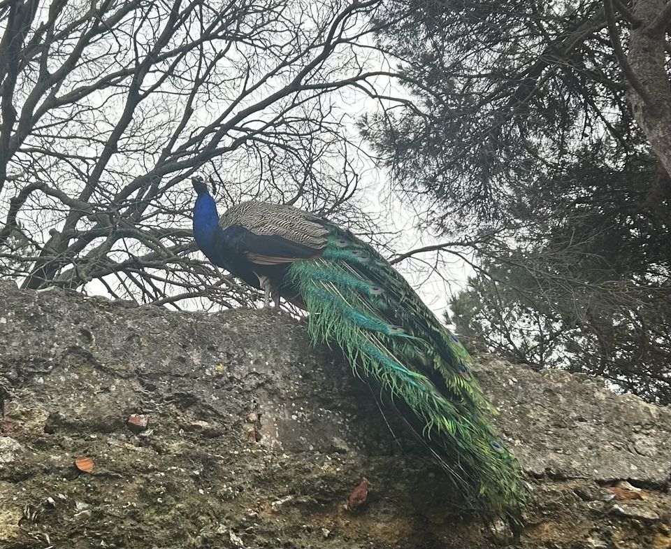 Peacock